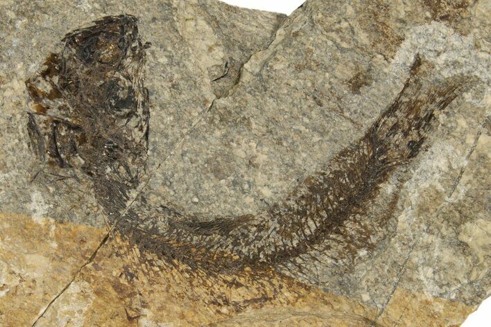 Oligocene Fossil Fish (Clupea sardinites) - Poland #320600